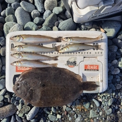 シロギスの釣果