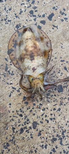 アオリイカの釣果