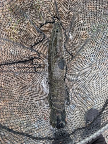 愛知県で釣れたライギョの釣り・釣果情報 - アングラーズ | 釣果600万