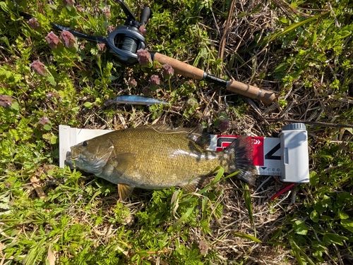 スモールマウスバスの釣果