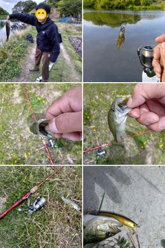 ブラックバスの釣果