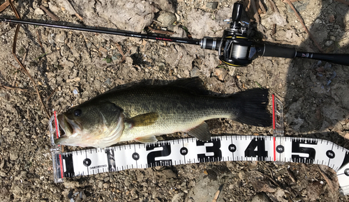 ブラックバスの釣果