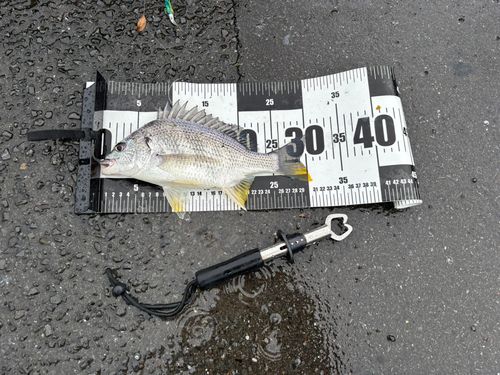 キビレの釣果