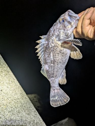 アブラコの釣果