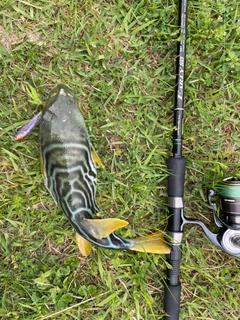 シマフグの釣果