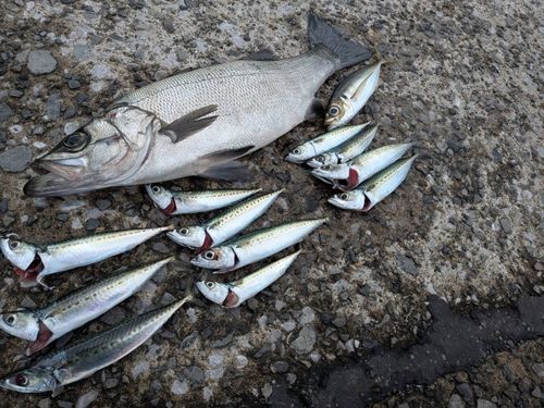 ヒラスズキの釣果