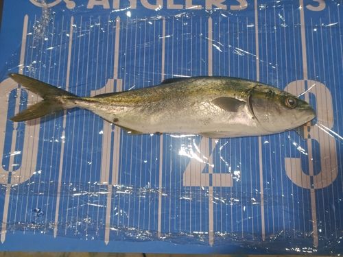 ツバイソの釣果