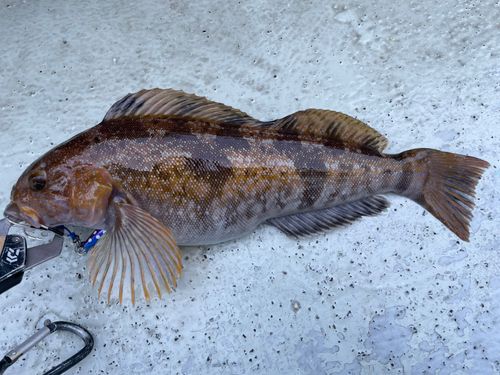 アイナメの釣果
