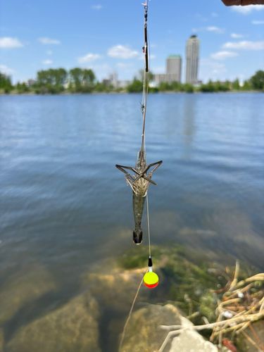 テナガエビの釣果