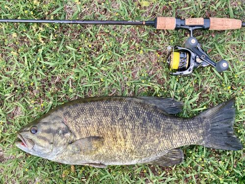 スモールマウスバスの釣果