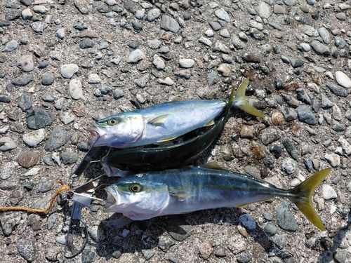 コゾクラの釣果