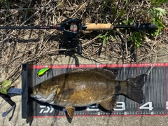 スモールマウスバスの釣果