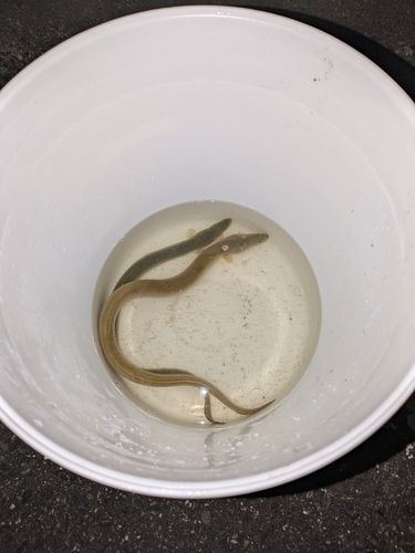 ウナギの釣果