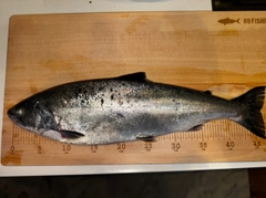 サクラマスの釣果
