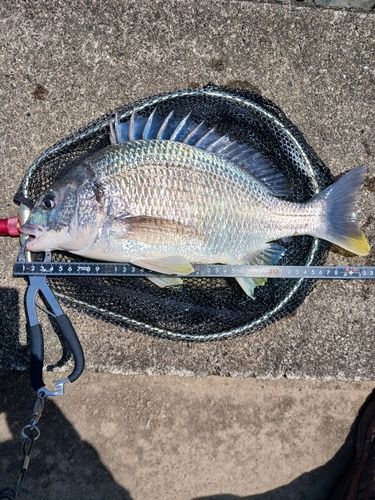 キビレの釣果