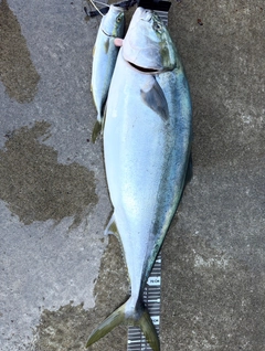釣果