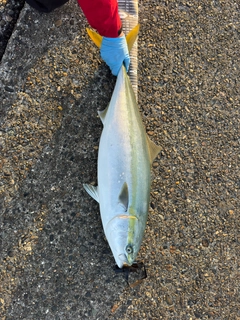 ブリの釣果