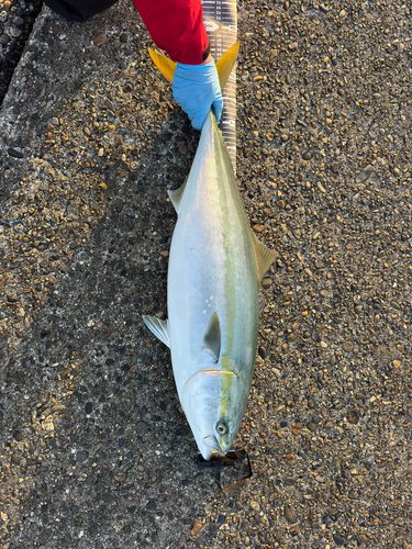 ブリの釣果
