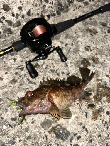カサゴの釣果