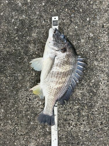 キチヌの釣果
