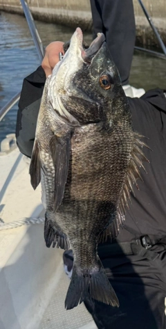 チヌの釣果