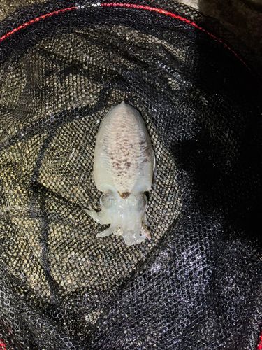 コウイカの釣果