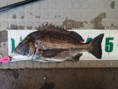 クロダイの釣果