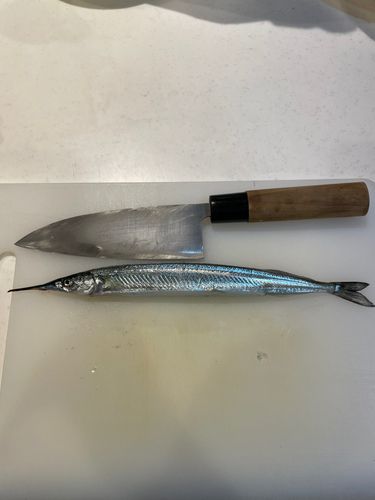 サヨリの釣果