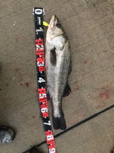 セイゴ（タイリクスズキ）の釣果