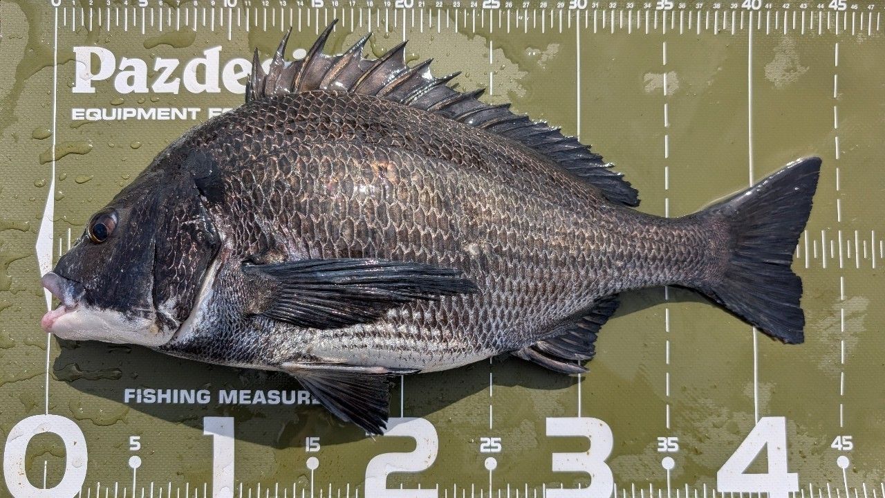 SHIMANO 22エクスセンス ∞ (インフィニティ) S96Mの最安値・インプレ