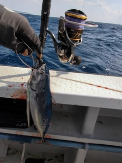 ソウダガツオの釣果