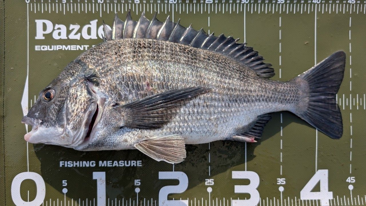 SHIMANO 22エクスセンス ∞ (インフィニティ) S96Mの最安値・インプレ