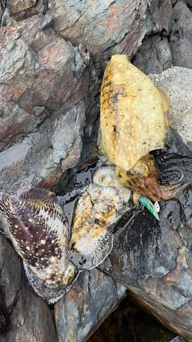コブシメの釣果