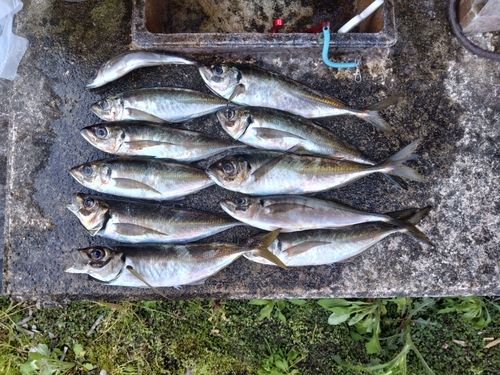 アジの釣果
