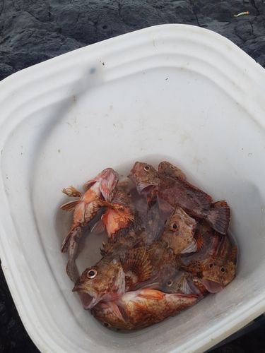 カサゴの釣果