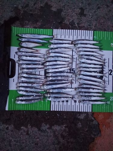 ウルメイワシの釣果