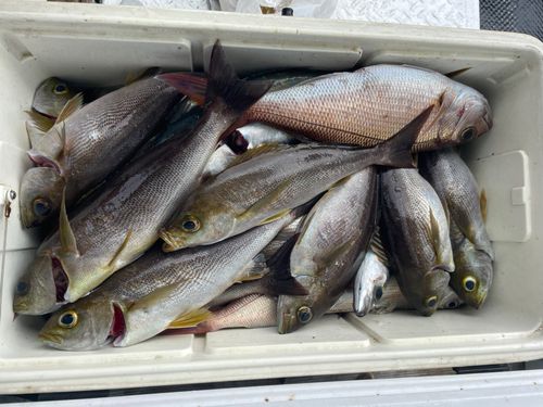 ヒメダイの釣果