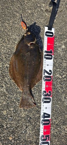 カレイの釣果