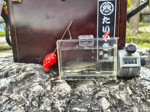 クチボソの釣果
