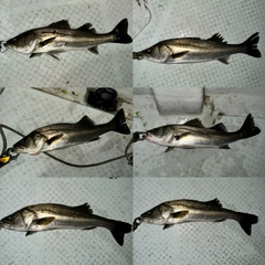 シーバスの釣果
