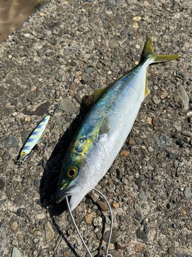 ツバスの釣果