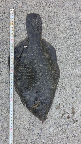 クロガレイの釣果