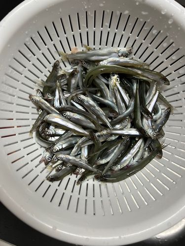 チアユの釣果