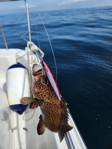 オオモンハタの釣果