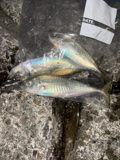 マアジの釣果
