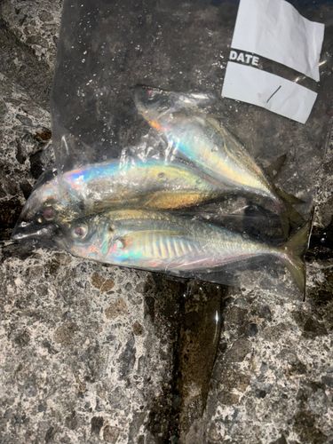 マアジの釣果