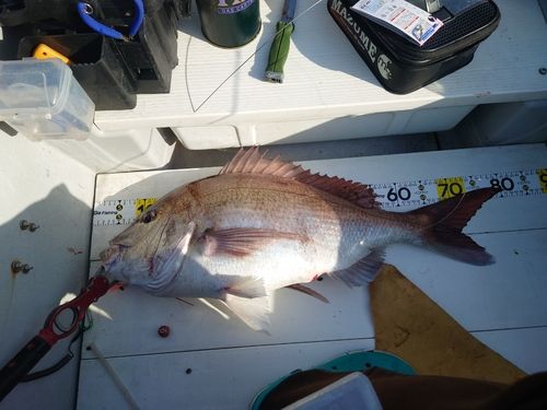 マダイの釣果