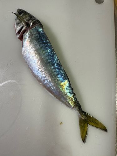 サバの釣果