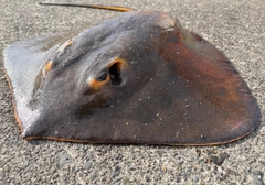 アカエイの釣果