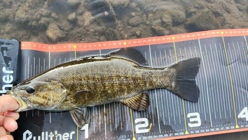 スモールマウスバスの釣果
